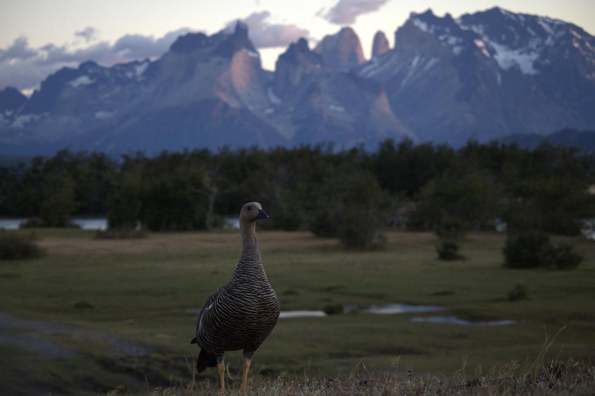Pampa Lodge, Quincho & Caballos Torres del Paine National Park Екстер'єр фото